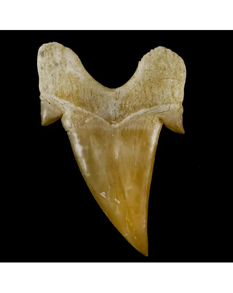 Dente di Squalo estinto - Otodus 