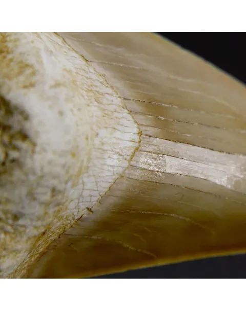 Dente di Squalo estinto - Otodus 