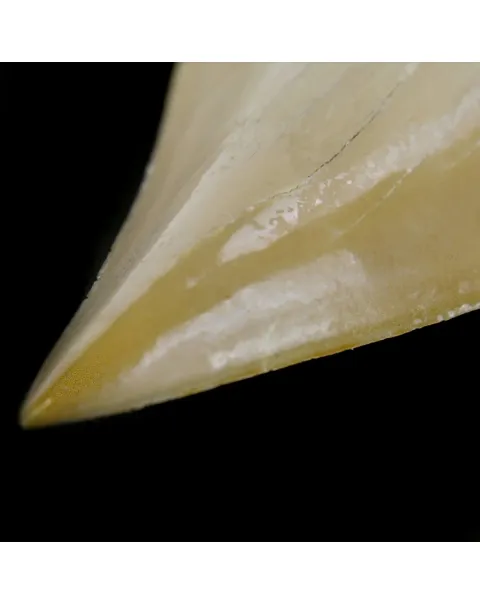 Dente di Squalo estinto - Otodus 