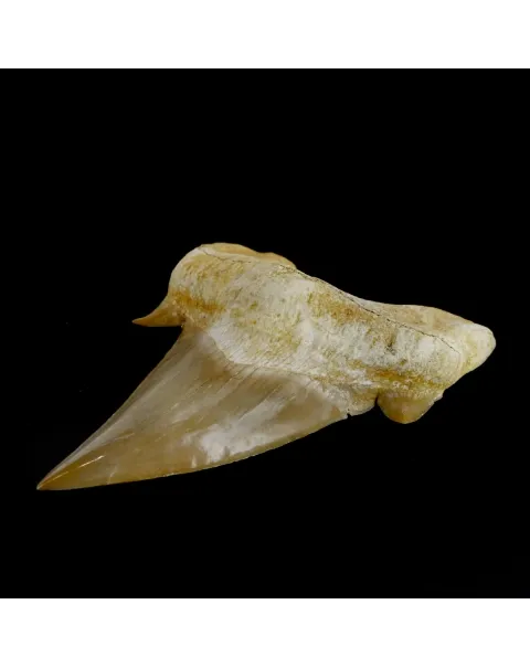 Dente di Squalo estinto - Otodus 