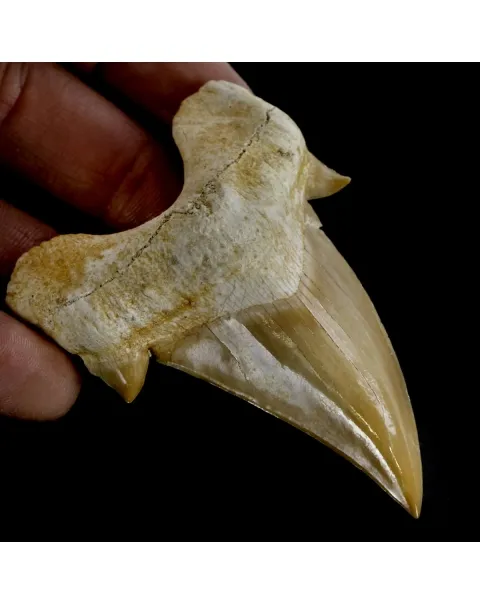 Dente di Squalo estinto - Otodus 