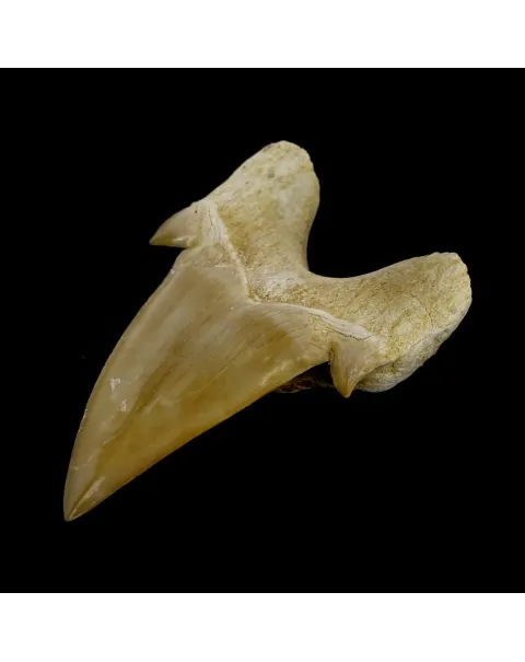 Dente di Squalo estinto - Otodus 