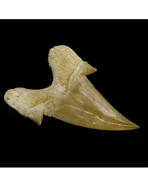 Dente di Squalo estinto - Otodus 