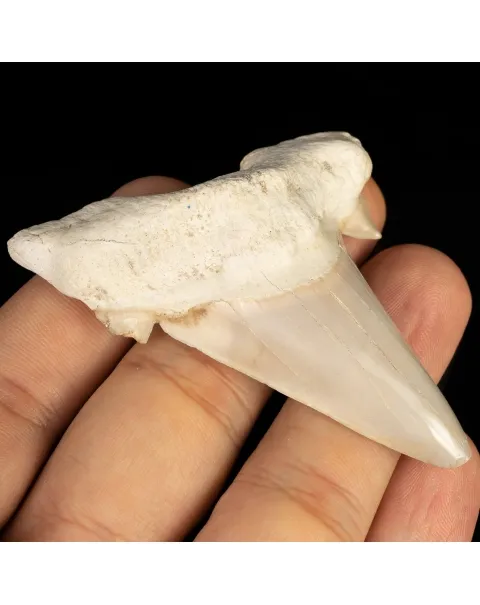 Dente di Squalo estinto - Otodus