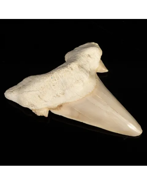 Dente di Squalo estinto - Otodus