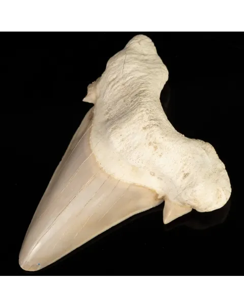Dente di Squalo estinto - Otodus