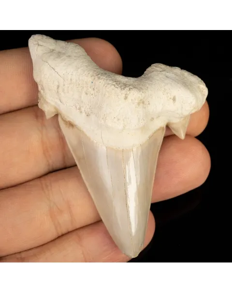 Dente di Squalo estinto - Otodus
