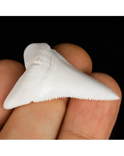 Dente di Squalo Bianco