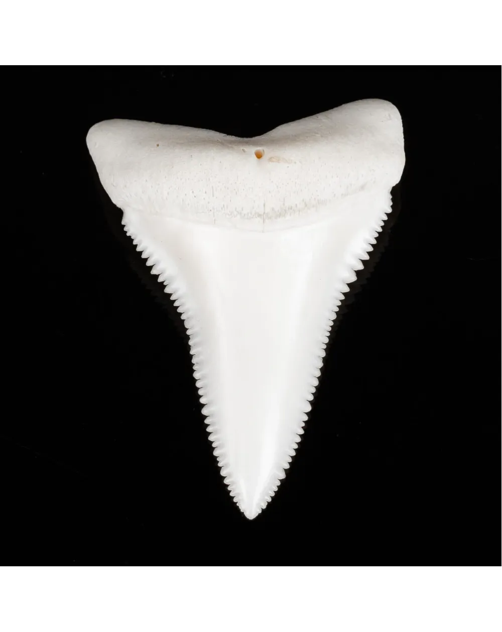 Dente di Squalo Bianco