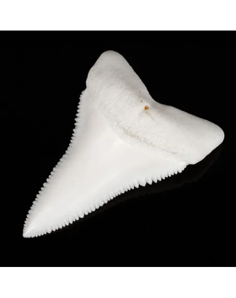 Dente di Squalo Bianco