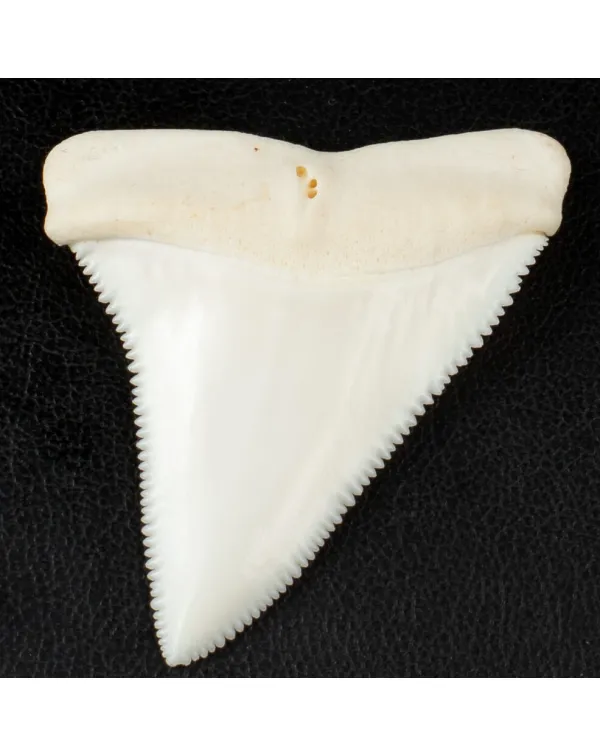 Meraviglioso Dente di Squalo Bianco Gigante.