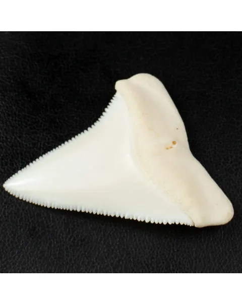 Meraviglioso Dente di Squalo Bianco Gigante.
