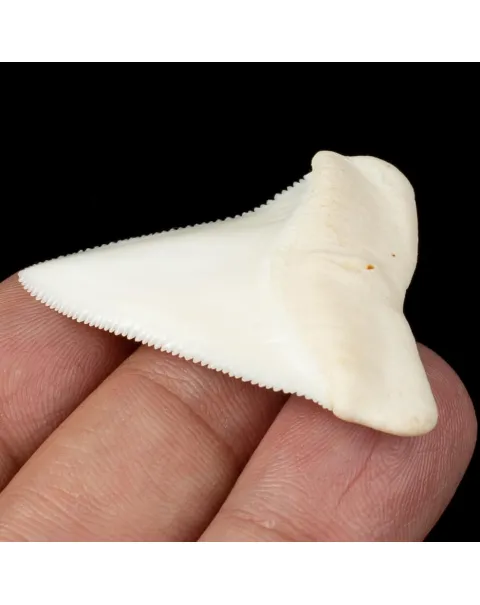 Meraviglioso Dente di Squalo Bianco Gigante.