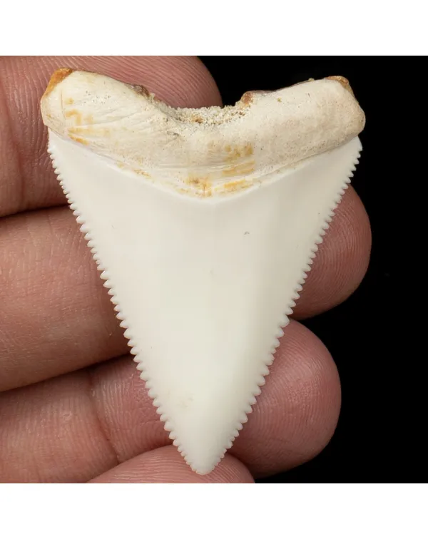 Dente di Squalo Bianco - Centrale Superiore.