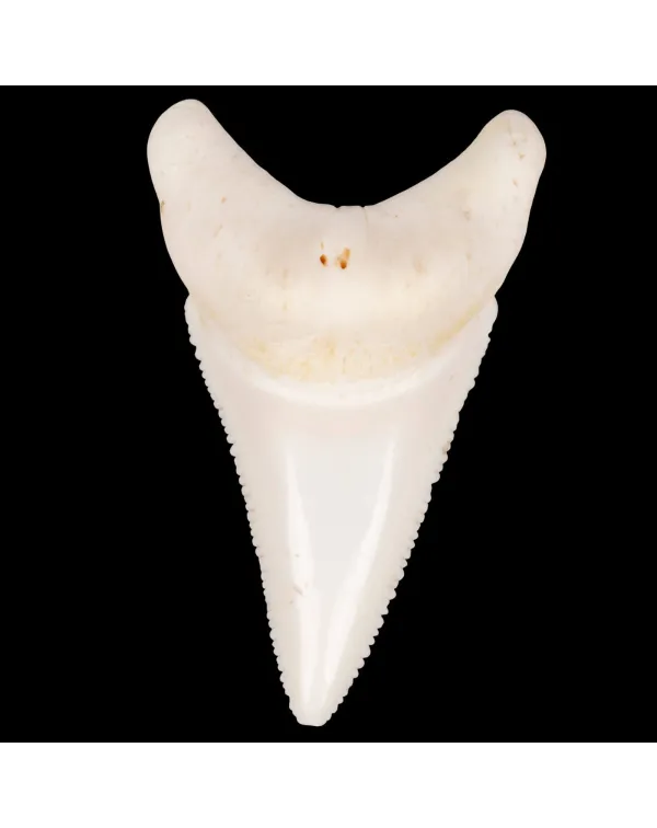 Dente laterale inferiore di Squalo Bianco.