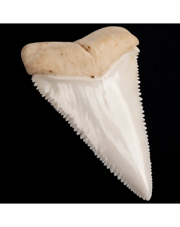 Dente anteriore laterale superiore di squalo bianc...