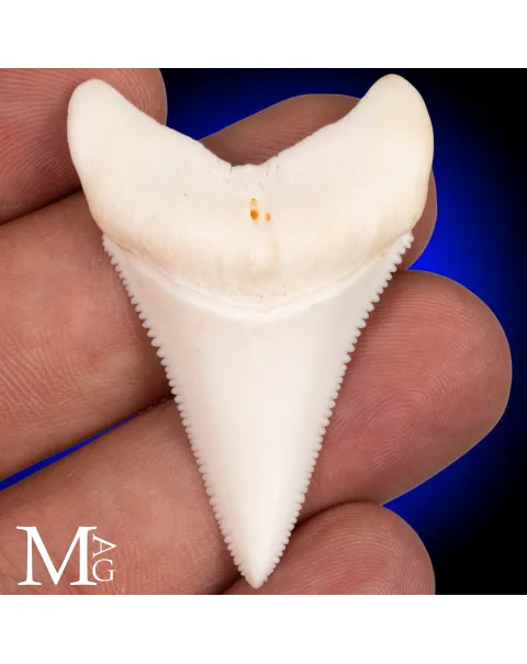 Grande Squalo Bianco - Dente Centrale A1 Superiore Destro – 49 mm