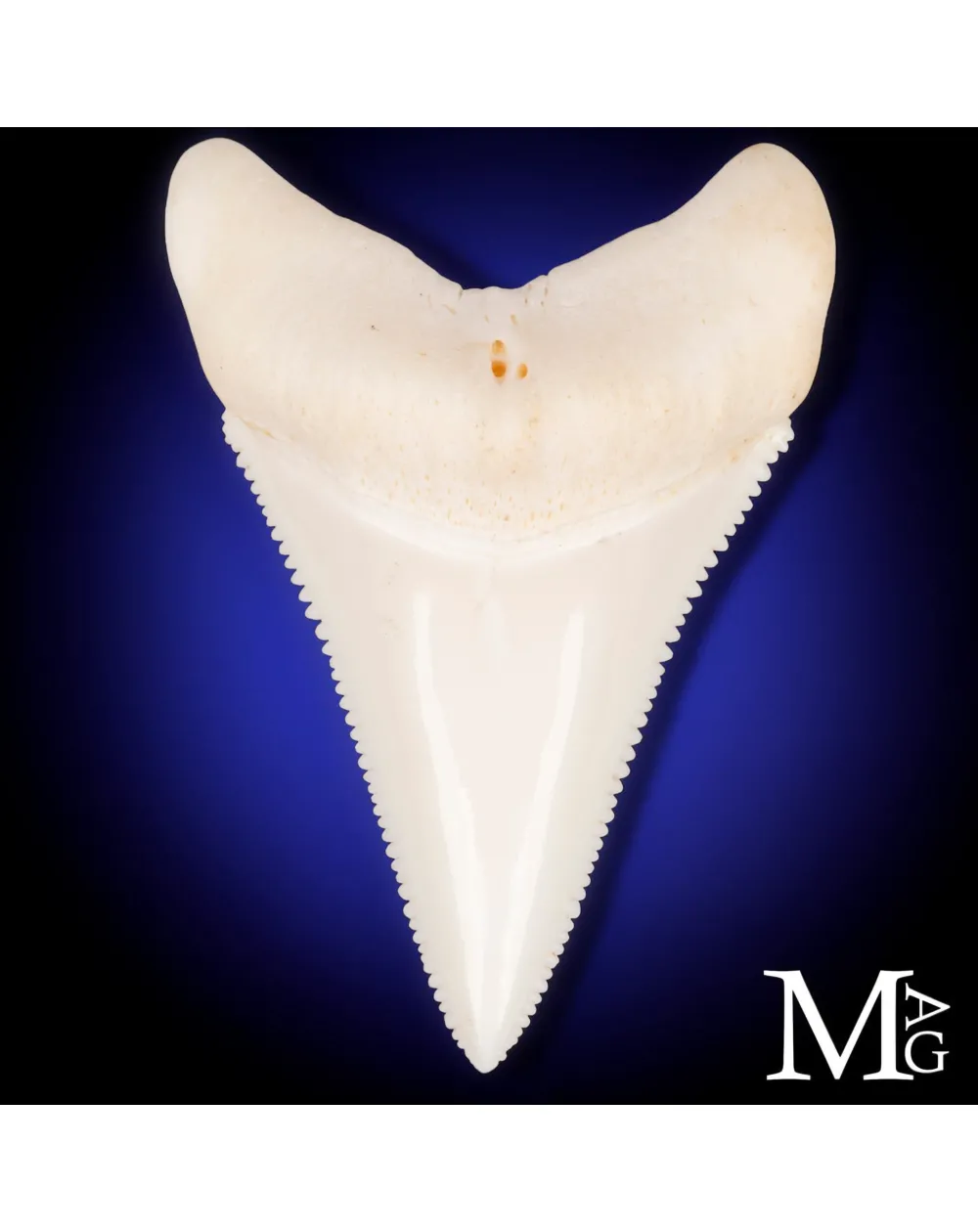 Grande Squalo Bianco - Dente Centrale A1 Superiore Destro – 49 mm