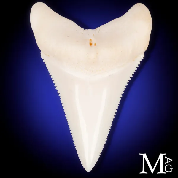 Grande Squalo Bianco - Dente Centrale A1 Superiore Destro – 49 mm