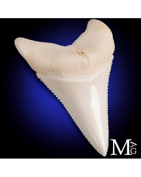 Grande Squalo Bianco - Dente Centrale A1 Superiore Destro – 49 mm