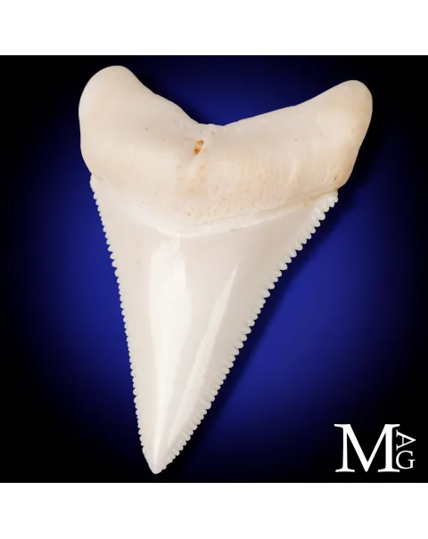 Grande Squalo Bianco - Dente Centrale A1 Superiore Destro – 49 mm