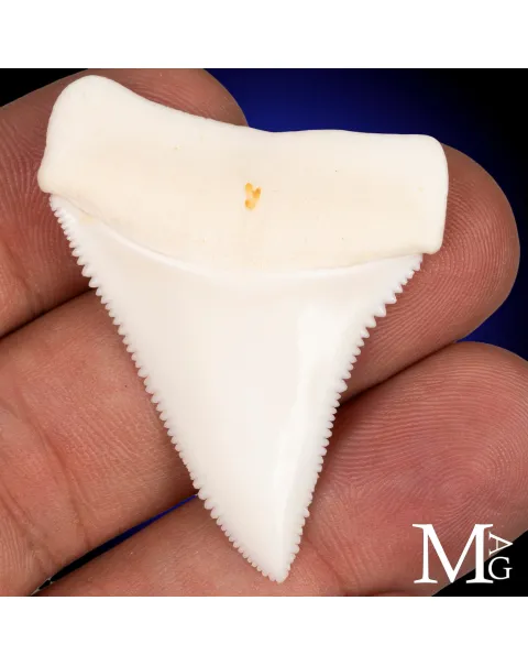 Grande Squalo Bianco - Dente A2 Superiore Sinistro – 50 mm