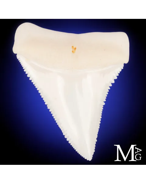 Grande Squalo Bianco - Dente A2 Superiore Sinistro – 50 mm