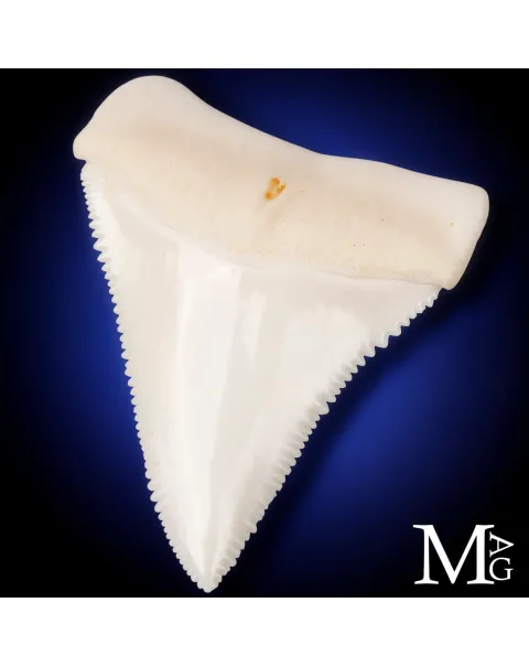 Grande Squalo Bianco - Dente A2 Superiore Sinistro – 50 mm