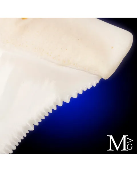 Grande Squalo Bianco - Dente A2 Superiore Sinistro – 50 mm