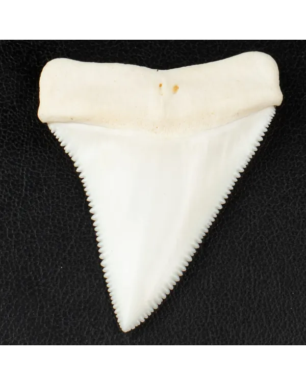 Carcharodon Carcharias: Il Fascino Eterno dello Sq...