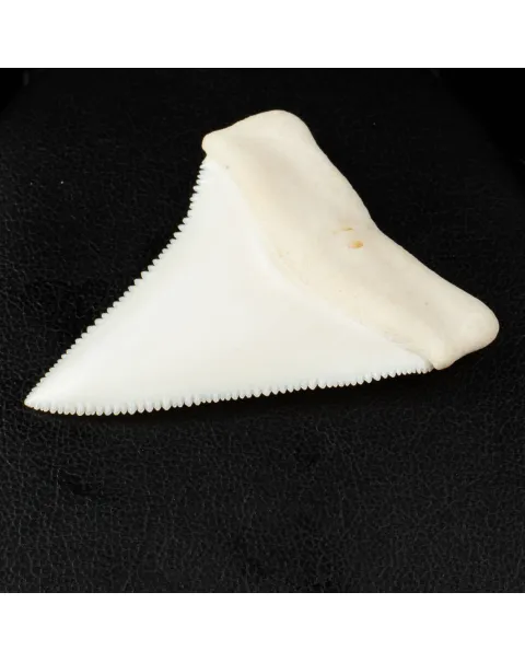 Carcharodon Carcharias: Il Fascino Eterno dello Squalo Bianco