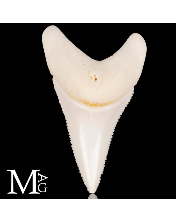 Dente di Squalo Bianco – Superiore Laterale Ante...