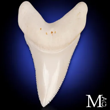 Dente di Squalo Bianco - L1 della Mascella Superio...