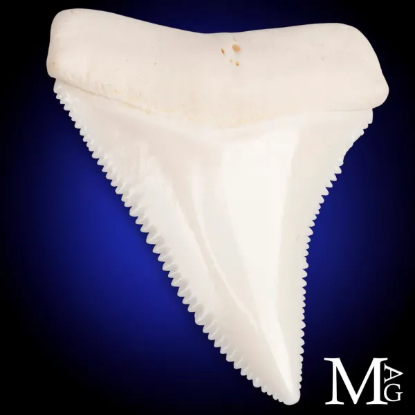 Grande Squalo Bianco - Dente A2 Superiore Sinistro – 46,5 mm