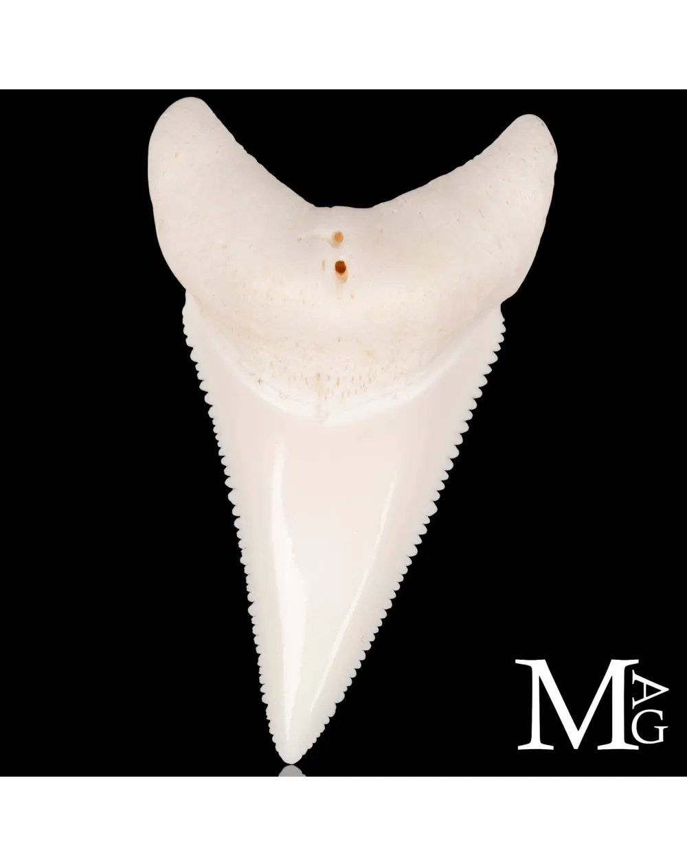 Dente di Squalo Bianco – Superiore Laterale Destro – 48,5 mm