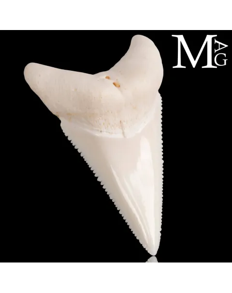 Dente di Squalo Bianco – Superiore Laterale Destro – 48,5 mm