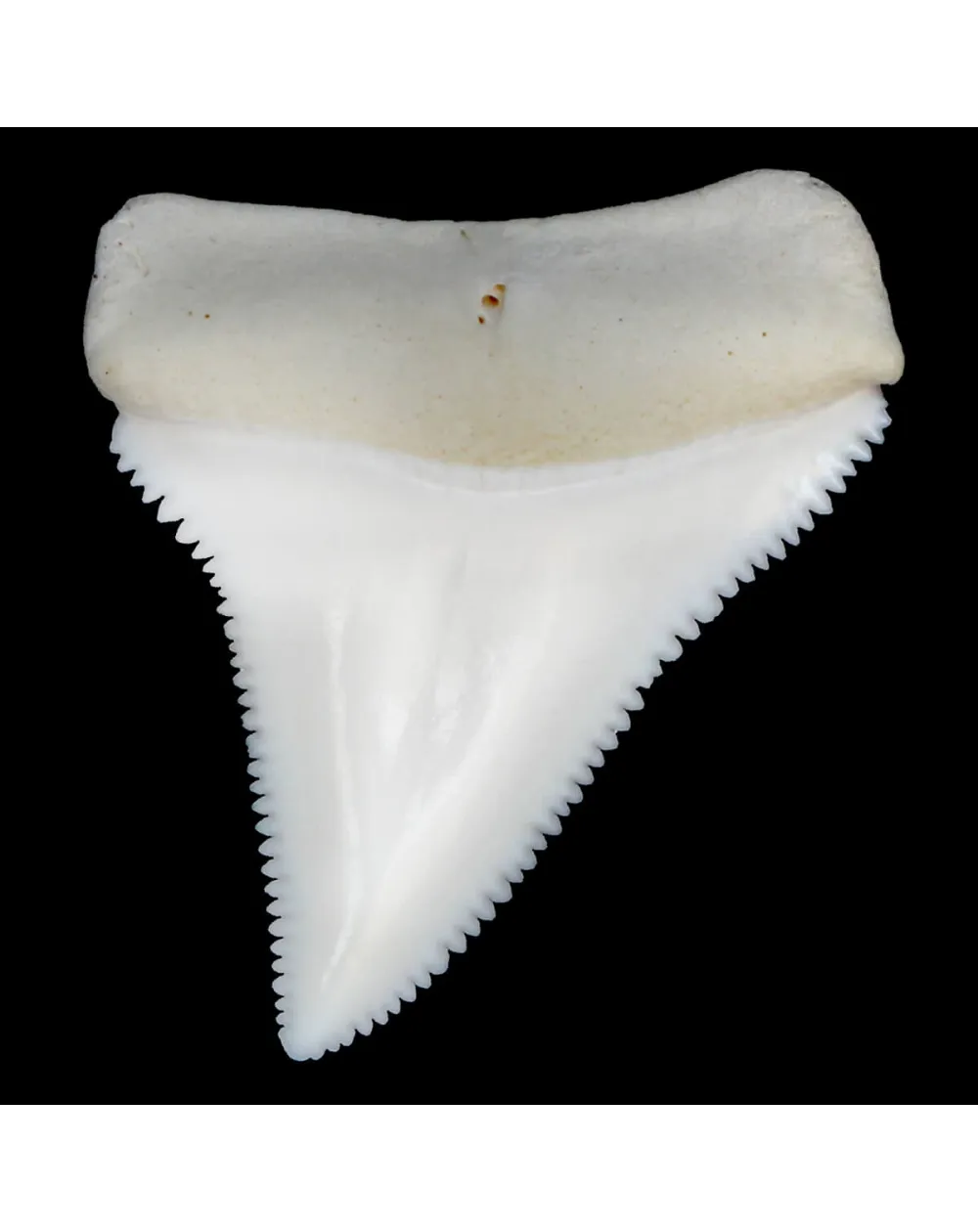 Dente Di Squalo Bianco
