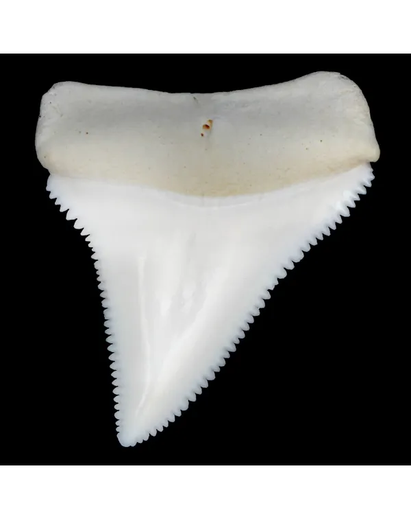 Dente Di Squalo Bianco