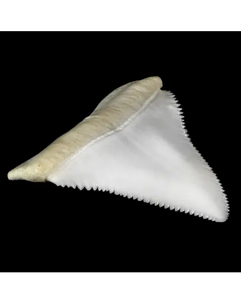 Dente Di Squalo Bianco
