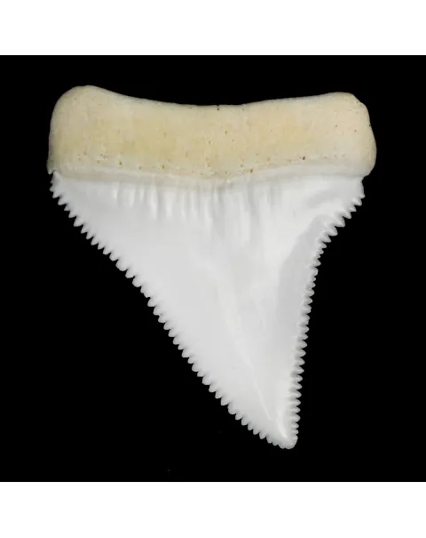 Dente Di Squalo Bianco