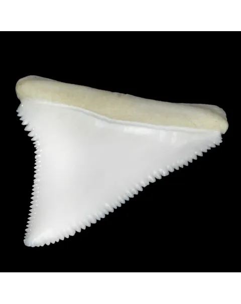 Dente Di Squalo Bianco