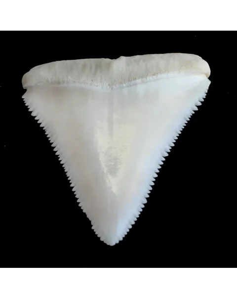 Dente Di Squalo Bianco