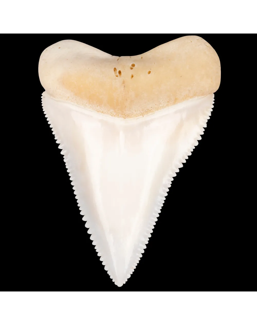 Dente anteriore centrale superiore di squalo bianco.