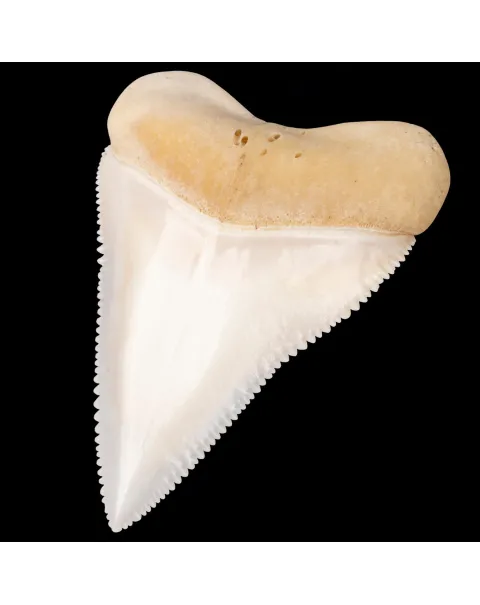 Dente anteriore centrale superiore di squalo bianco.