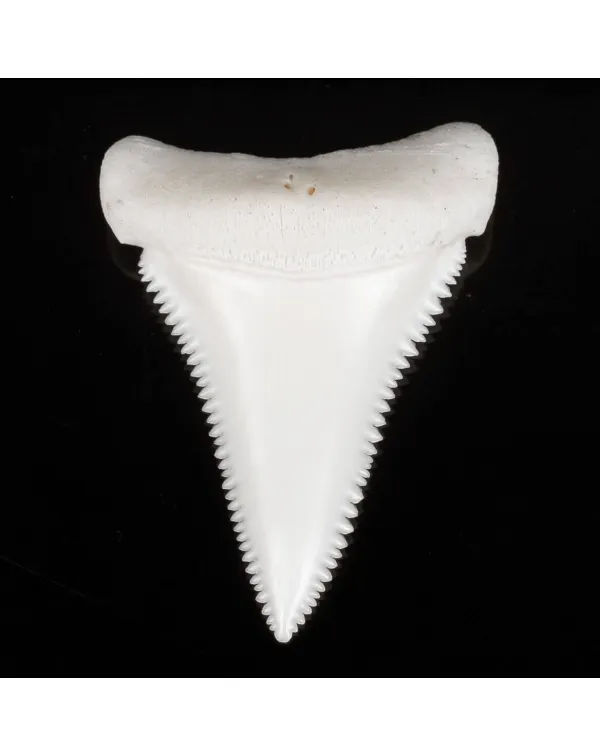 Dente Di Squalo Bianco