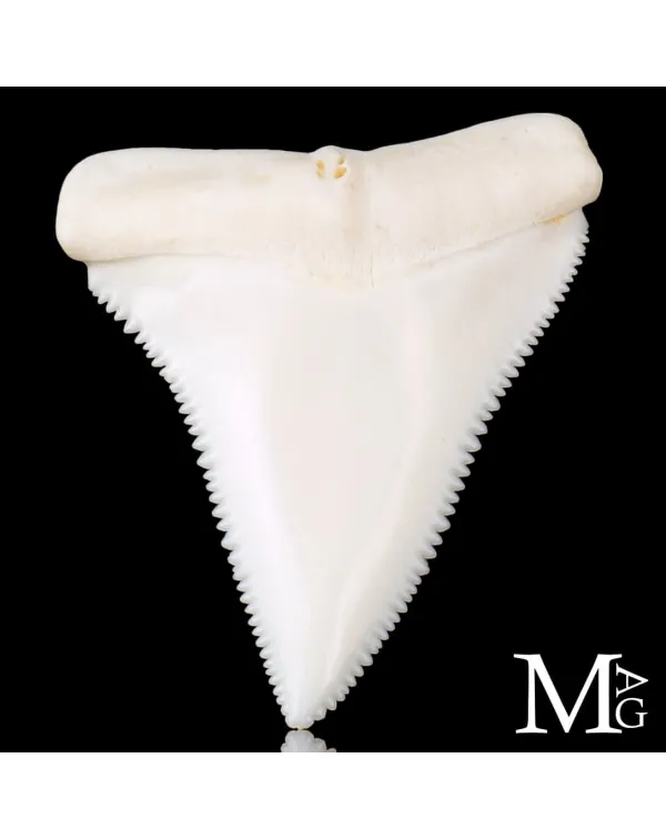 Dente di Squalo Bianco – Superiore Laterale Dest...