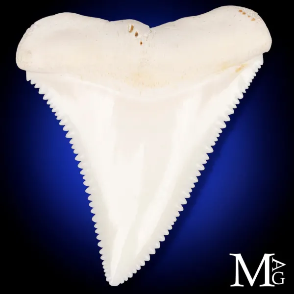 Dente di Grande Squalo Bianco - A2 Superiore Destro – 44 mm