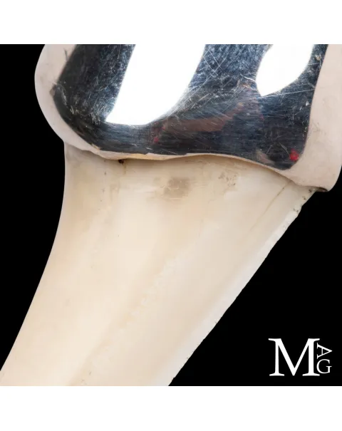 Ciondolo con Dente di Squalo Mako in Argento 925