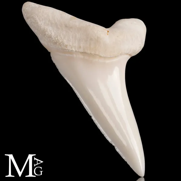 Dente di Squalo Mako – Anteriore Superiore 50 mm