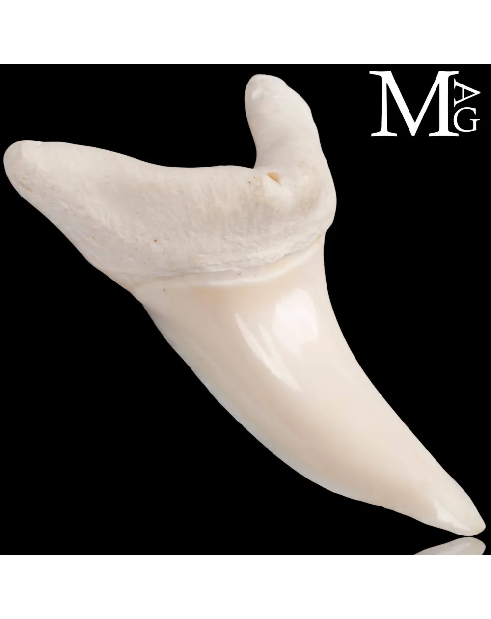 Dente di Squalo Mako – Anteriore Superiore